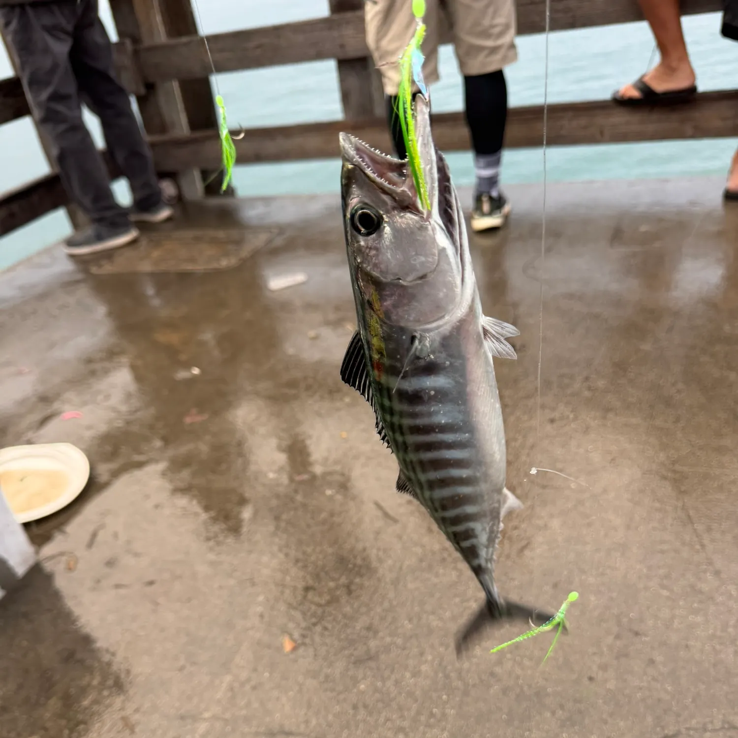 Pacific bonito caught on Fishbrain