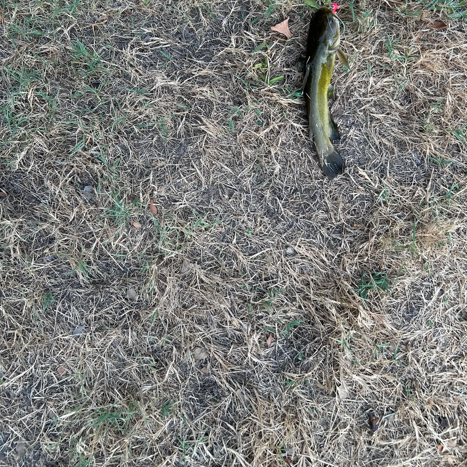 Black bullhead caught on Fishbrain