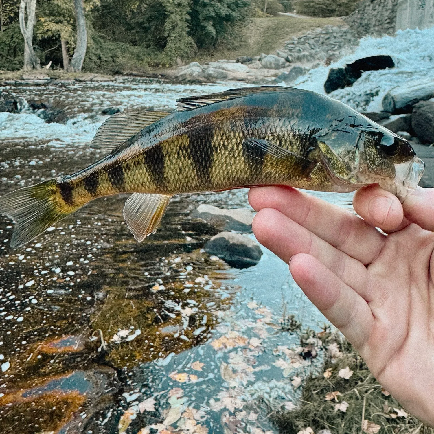 Yellow perch caught on Fishbrain