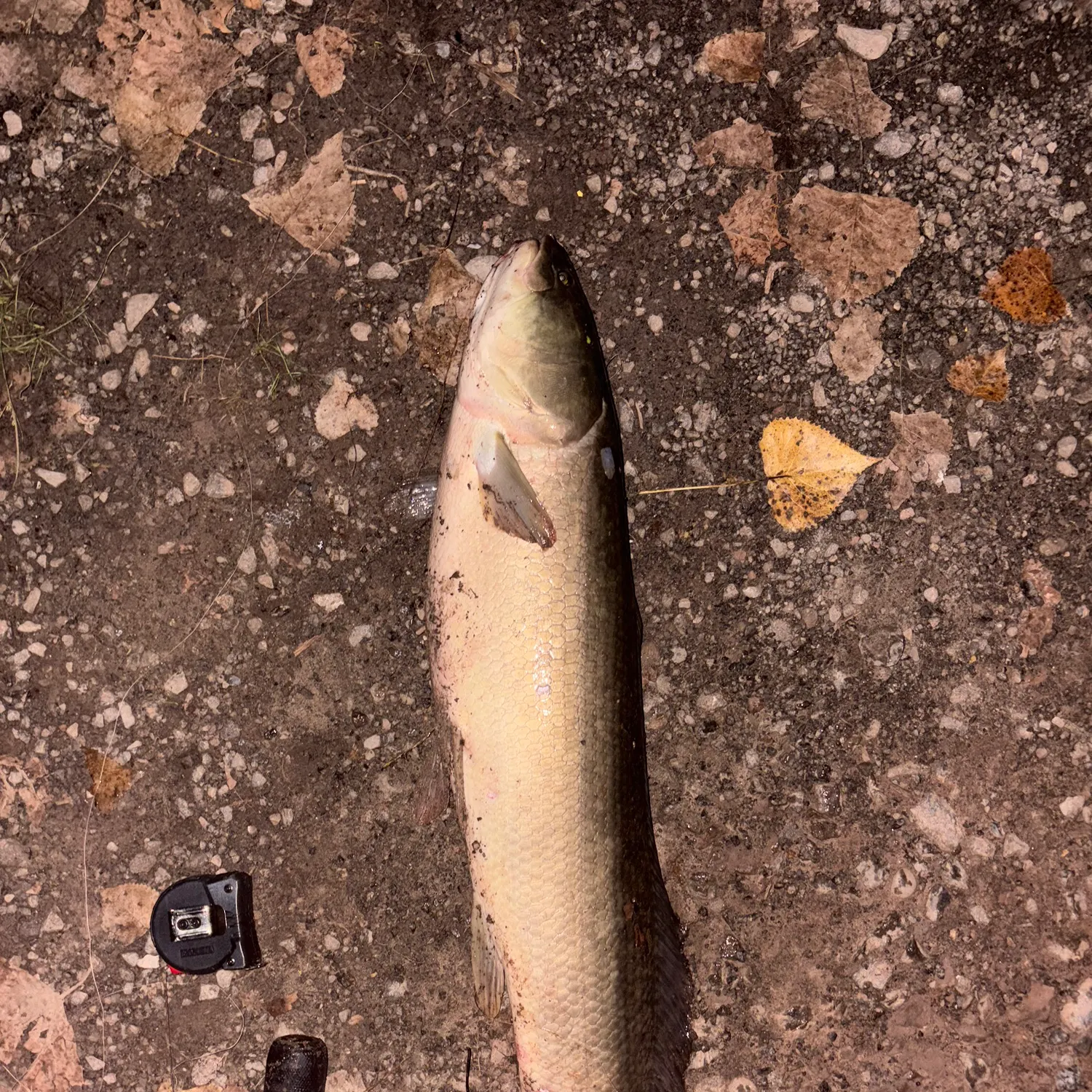 Eyetail bowfin caught on Fishbrain