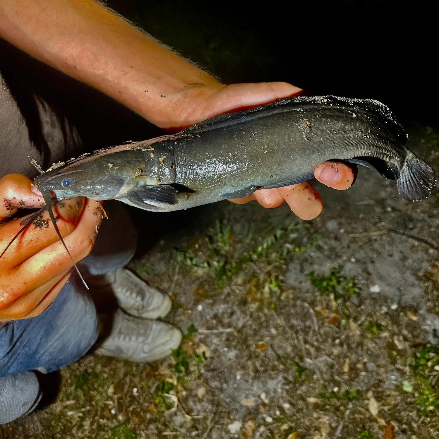 The most recent Walking catfish catches on Fishbrain