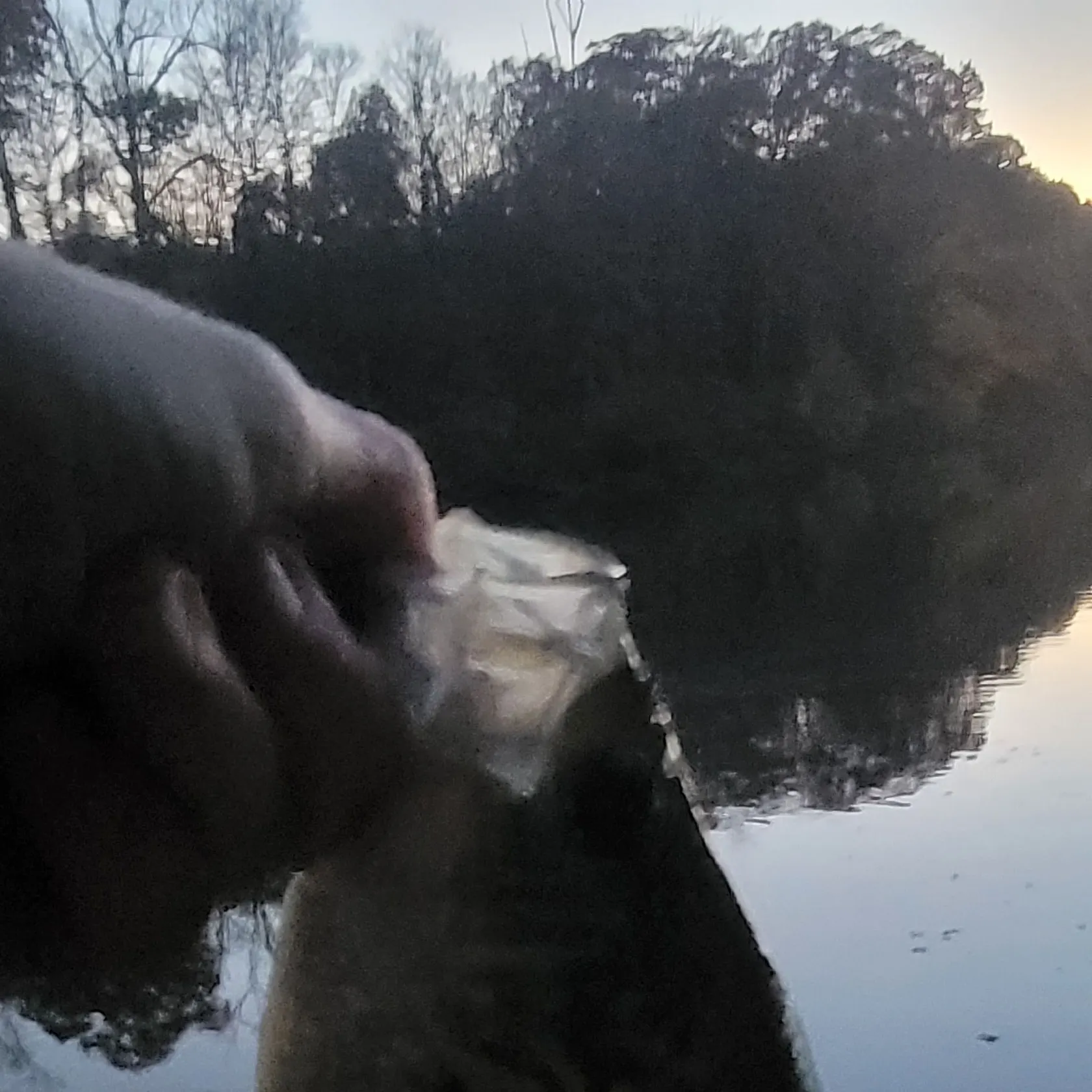 Black crappie caught on Fishbrain