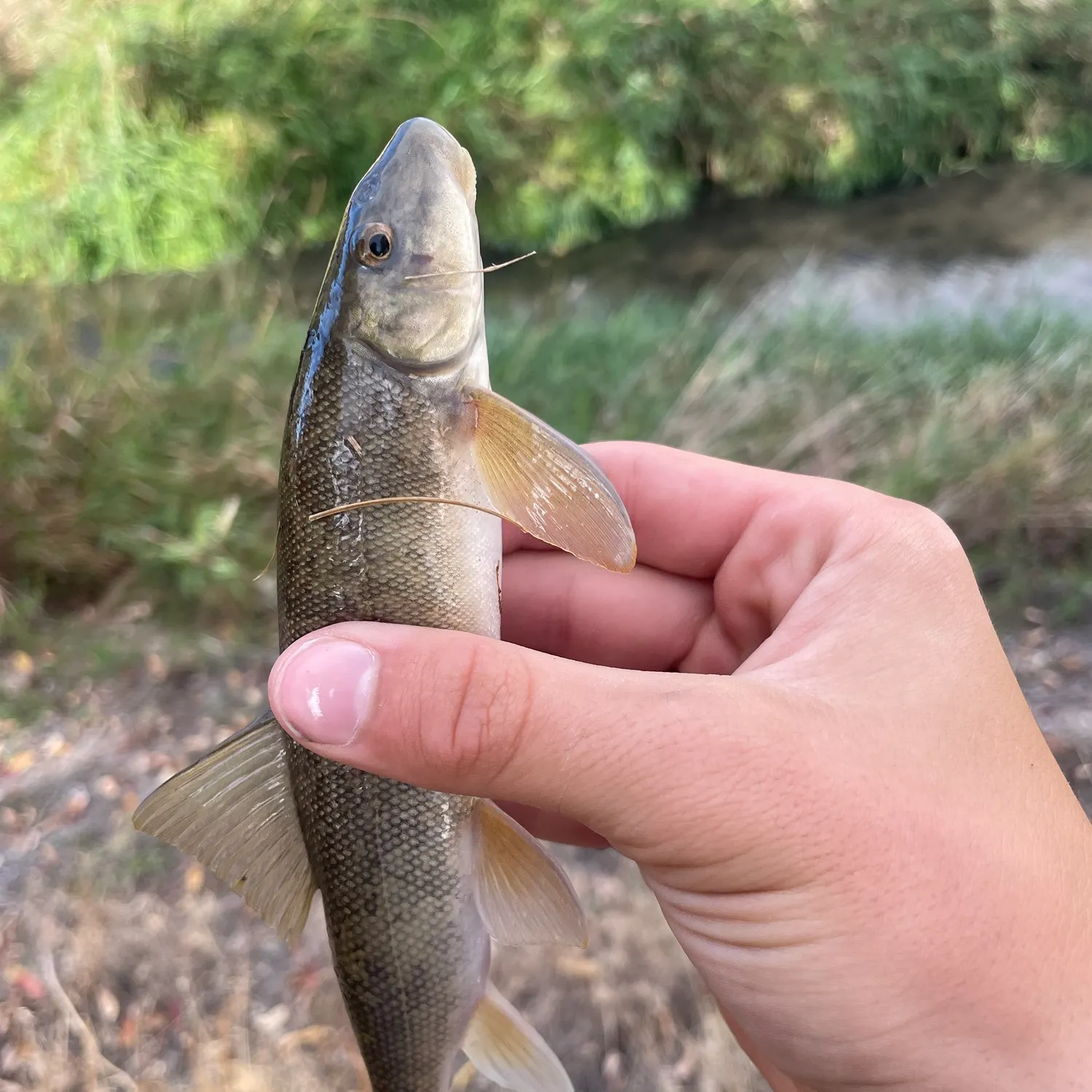 The most recent Largescale sucker catches on Fishbrain