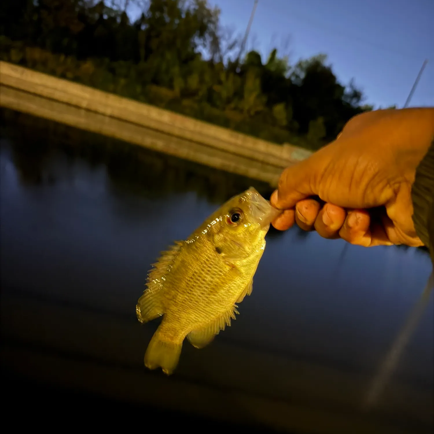 Rock bass caught on Fishbrain