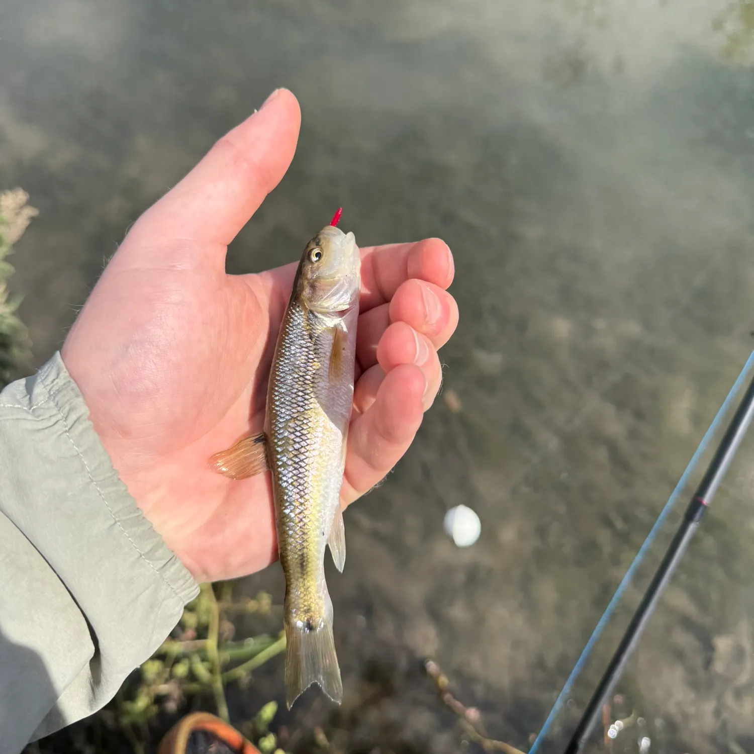 Creek chub caught on Fishbrain