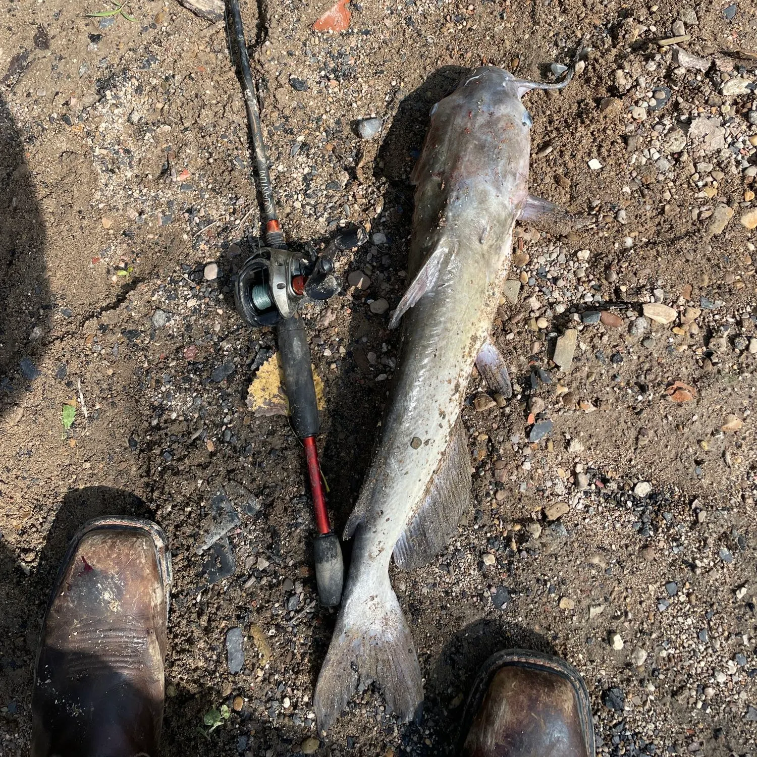 angler catch