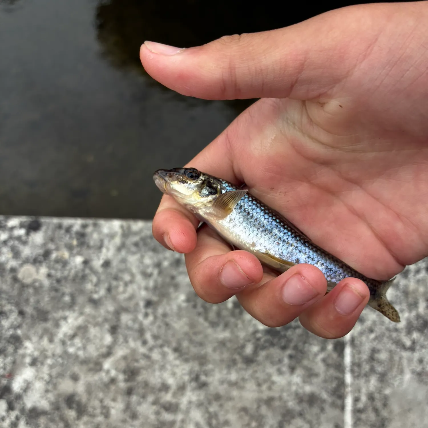 The most recent Gudgeon catches on Fishbrain