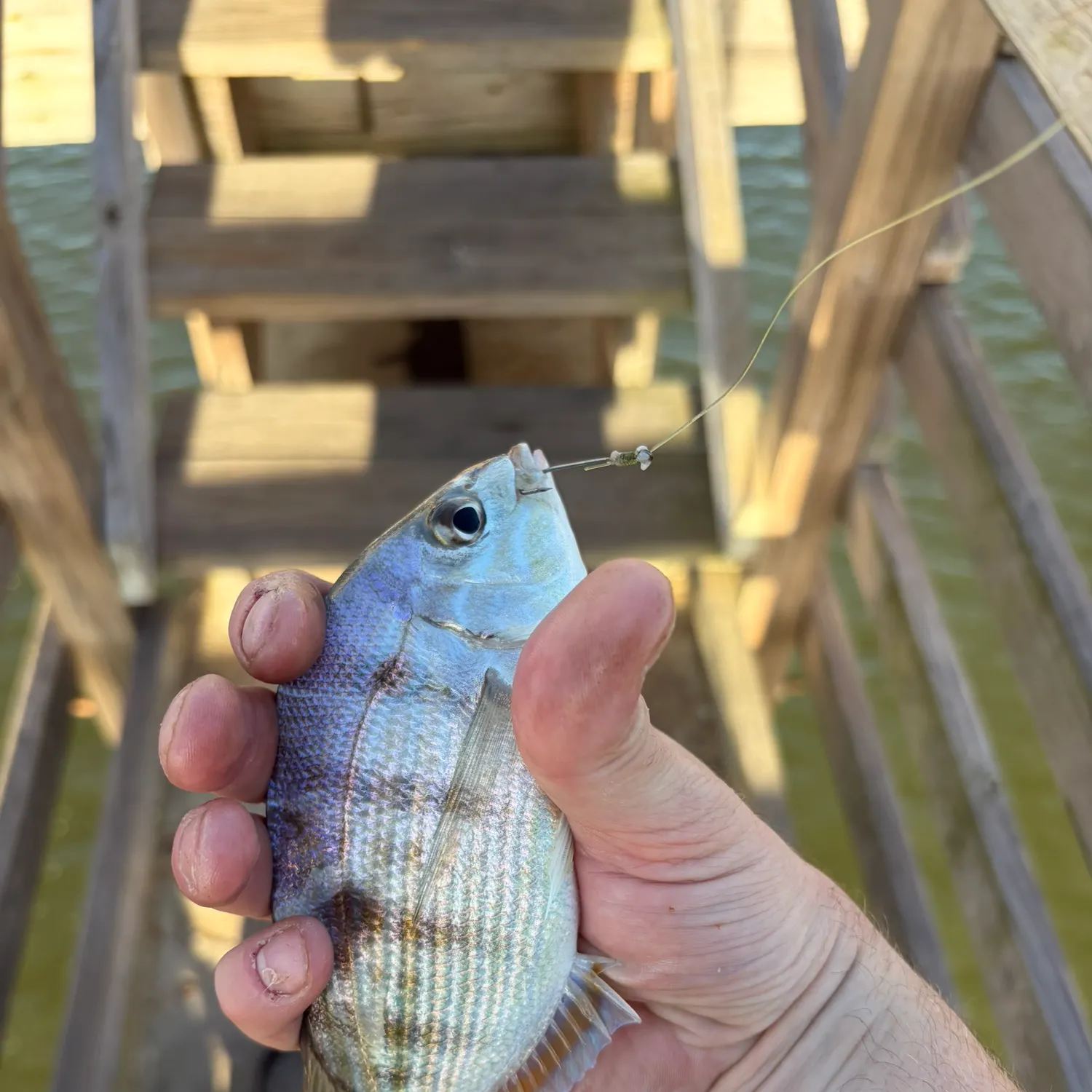 Pinfish caught on Fishbrain