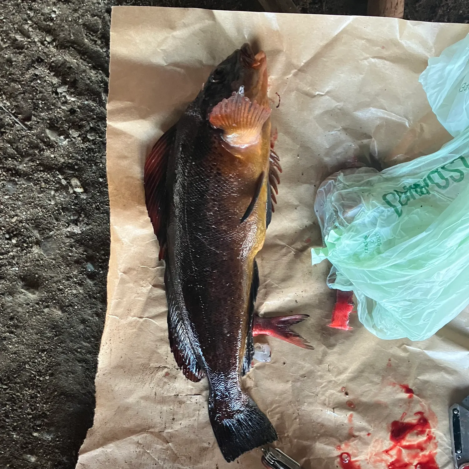 The most recent Kelp greenling catches on Fishbrain