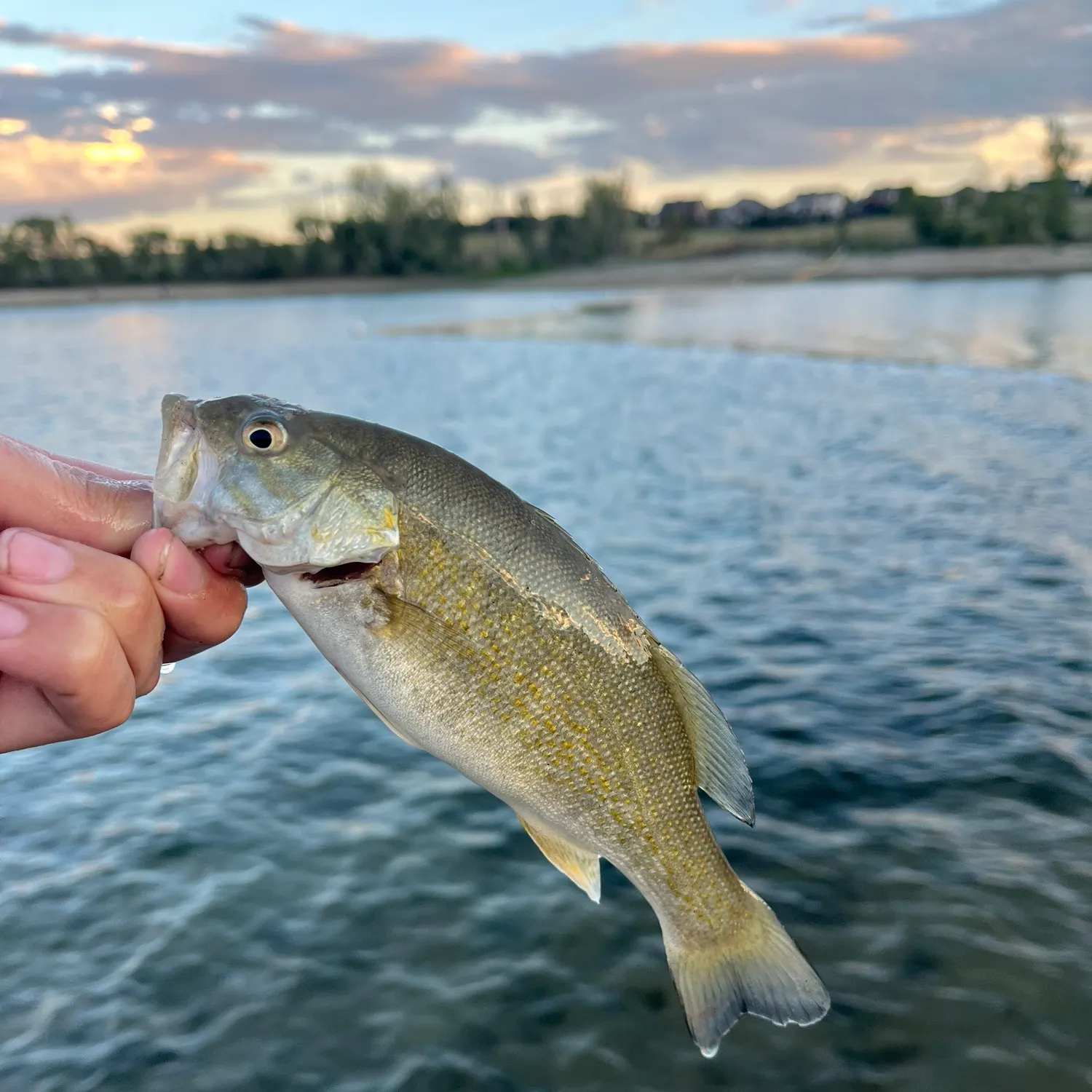 Smallmouth bass caught on Fishbrain