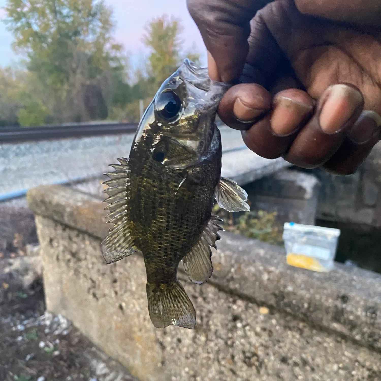 Rock bass caught on Fishbrain