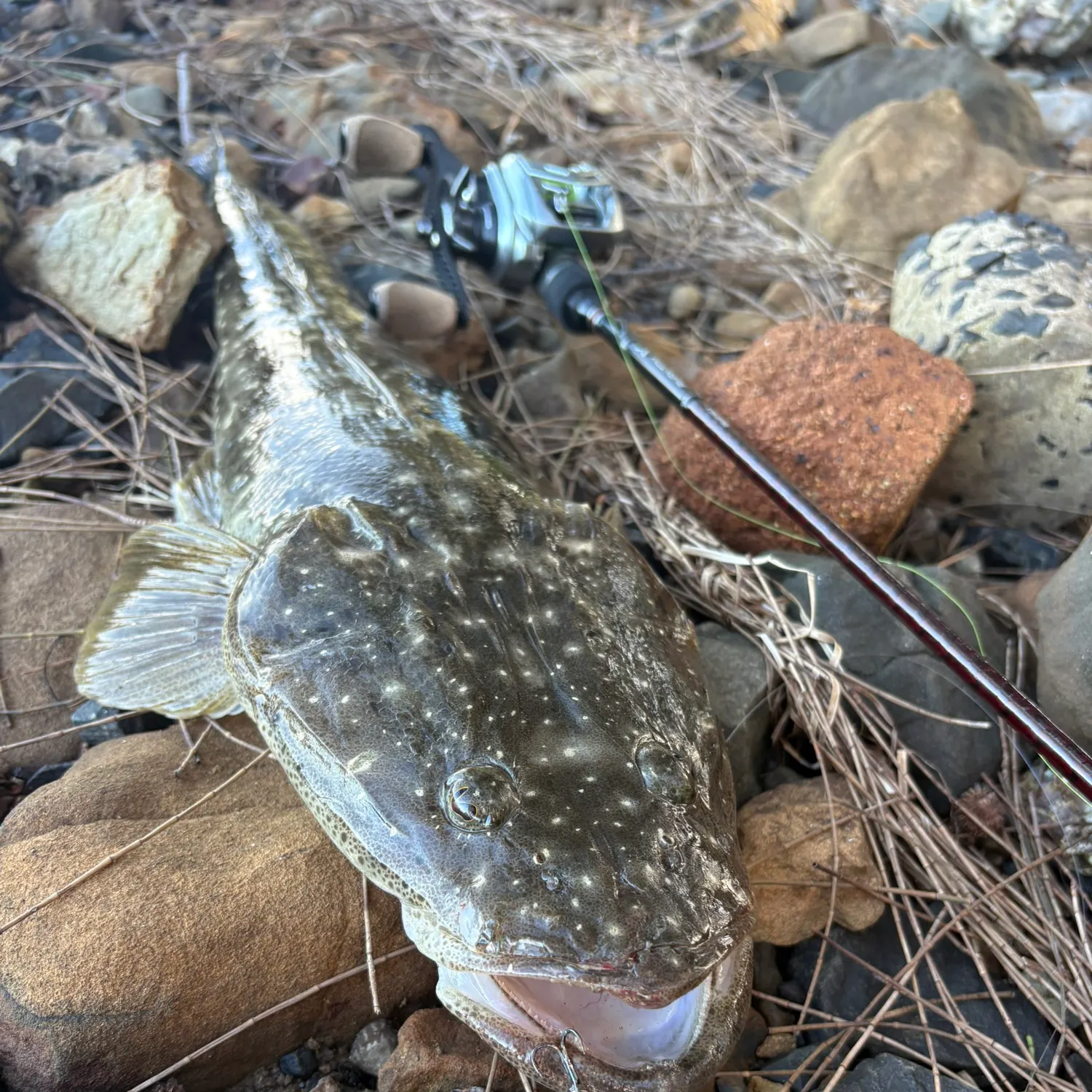 The most recent Dusky flathead catches on Fishbrain