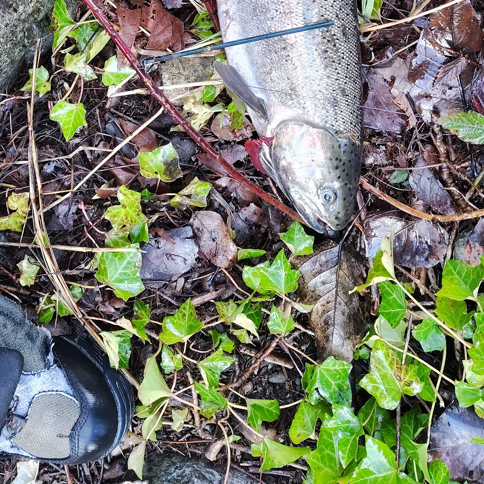 The most recent Steelhead catches on Fishbrain