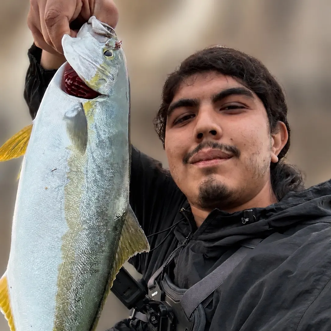 The most recent California yellowtail amberjack catches on Fishbrain