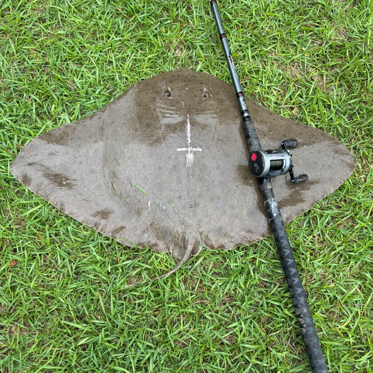 The most recent Lessa’s butterfly ray catches on Fishbrain