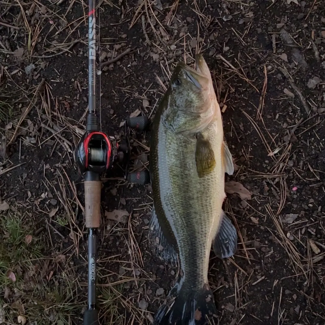 Largemouth bass caught on Fishbrain