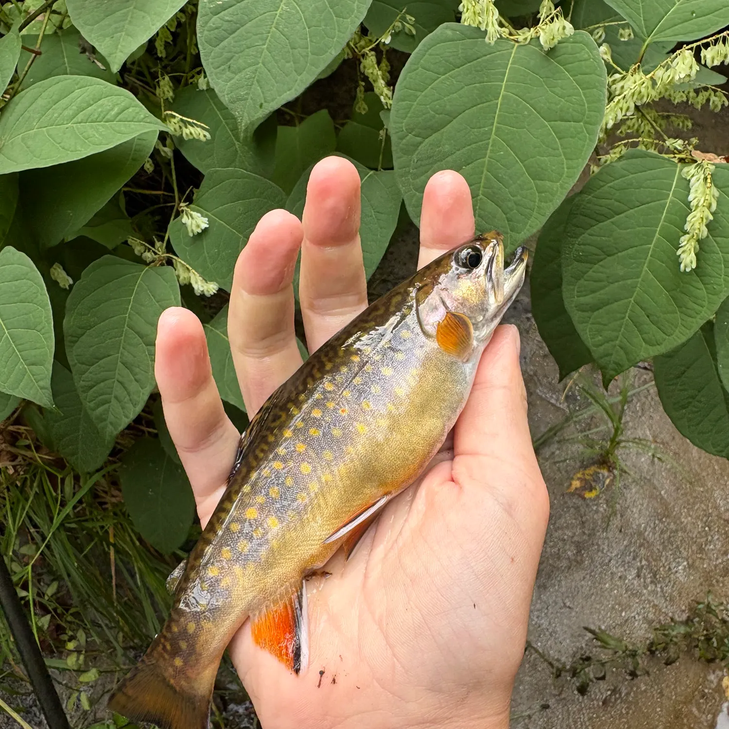 Brook trout caught on Fishbrain
