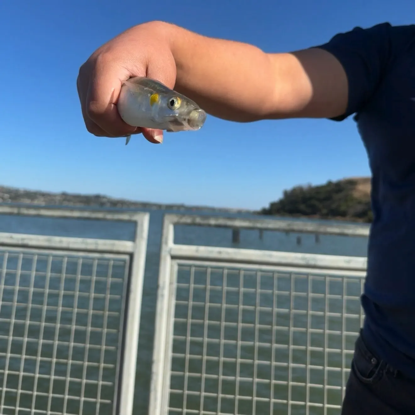 The most recent Jack smelt catches on Fishbrain