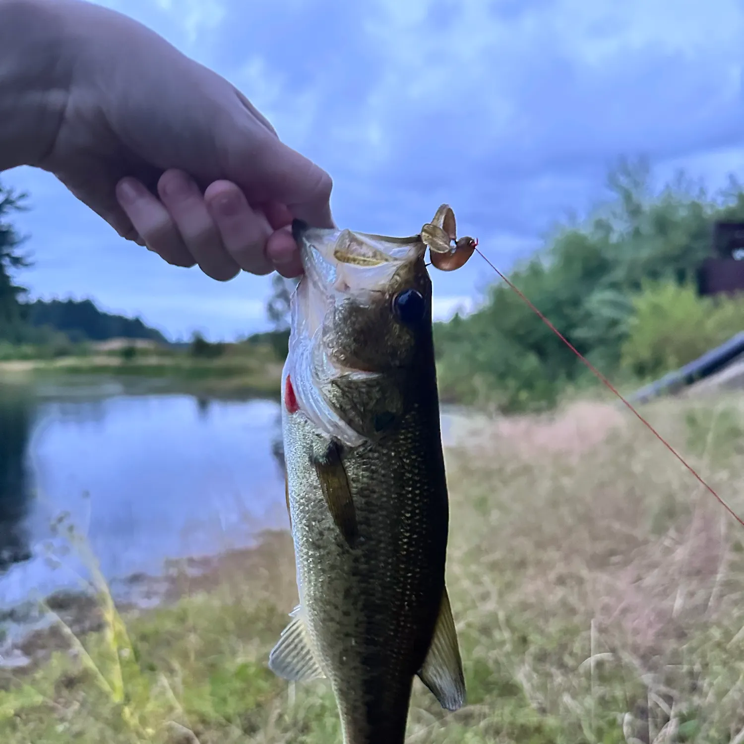 Largemouth bass caught on Fishbrain