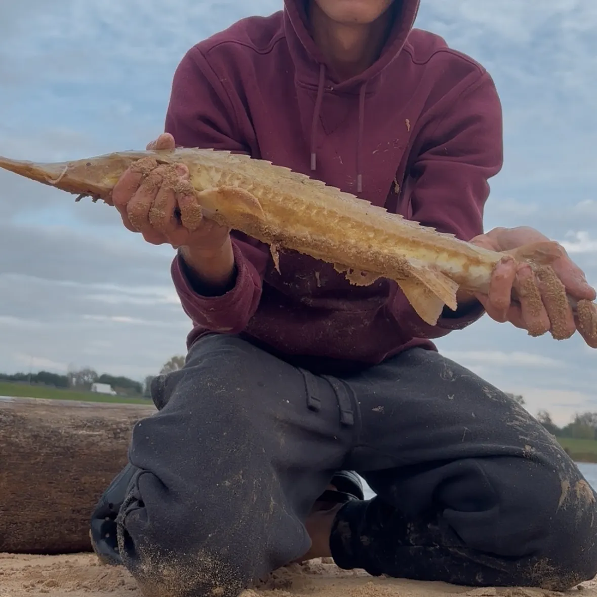 The most recent Shovelnose sturgeon catches on Fishbrain