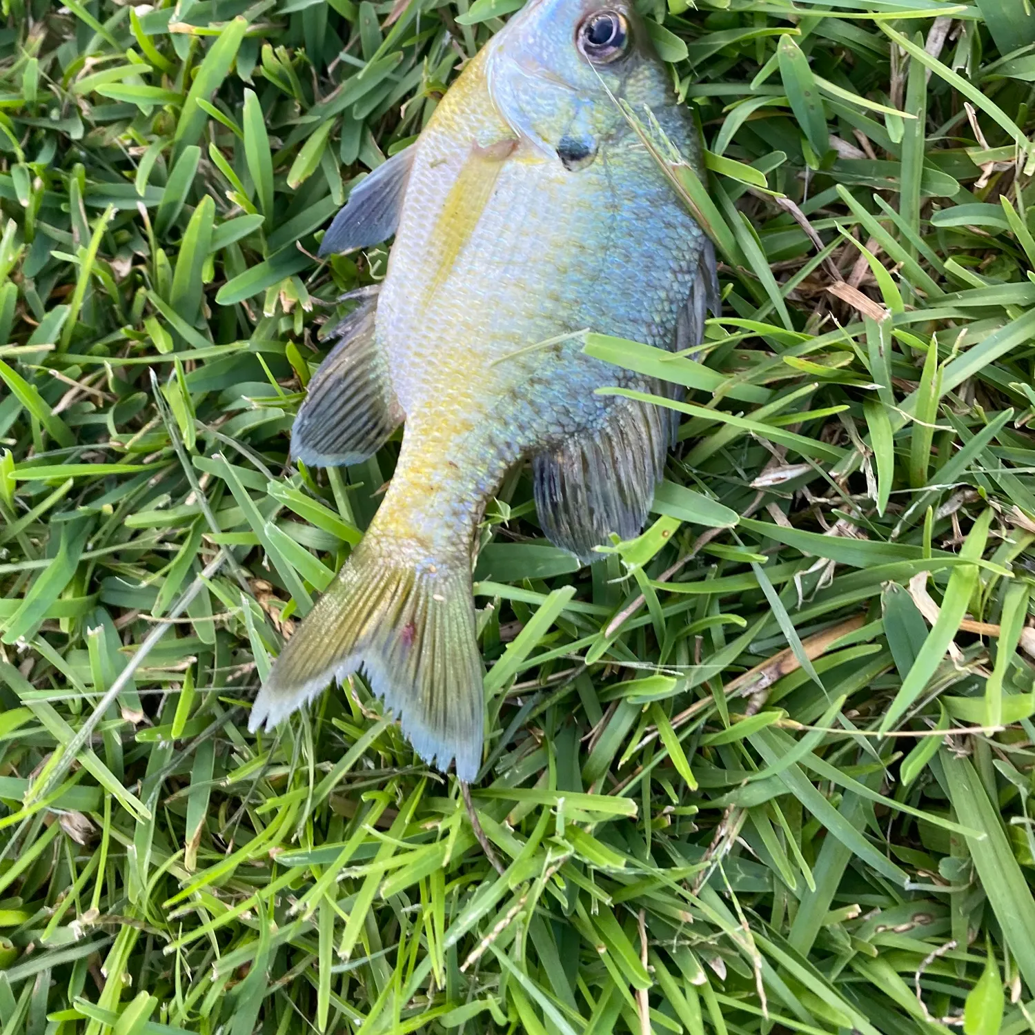 The most recent Brassy chub catches on Fishbrain