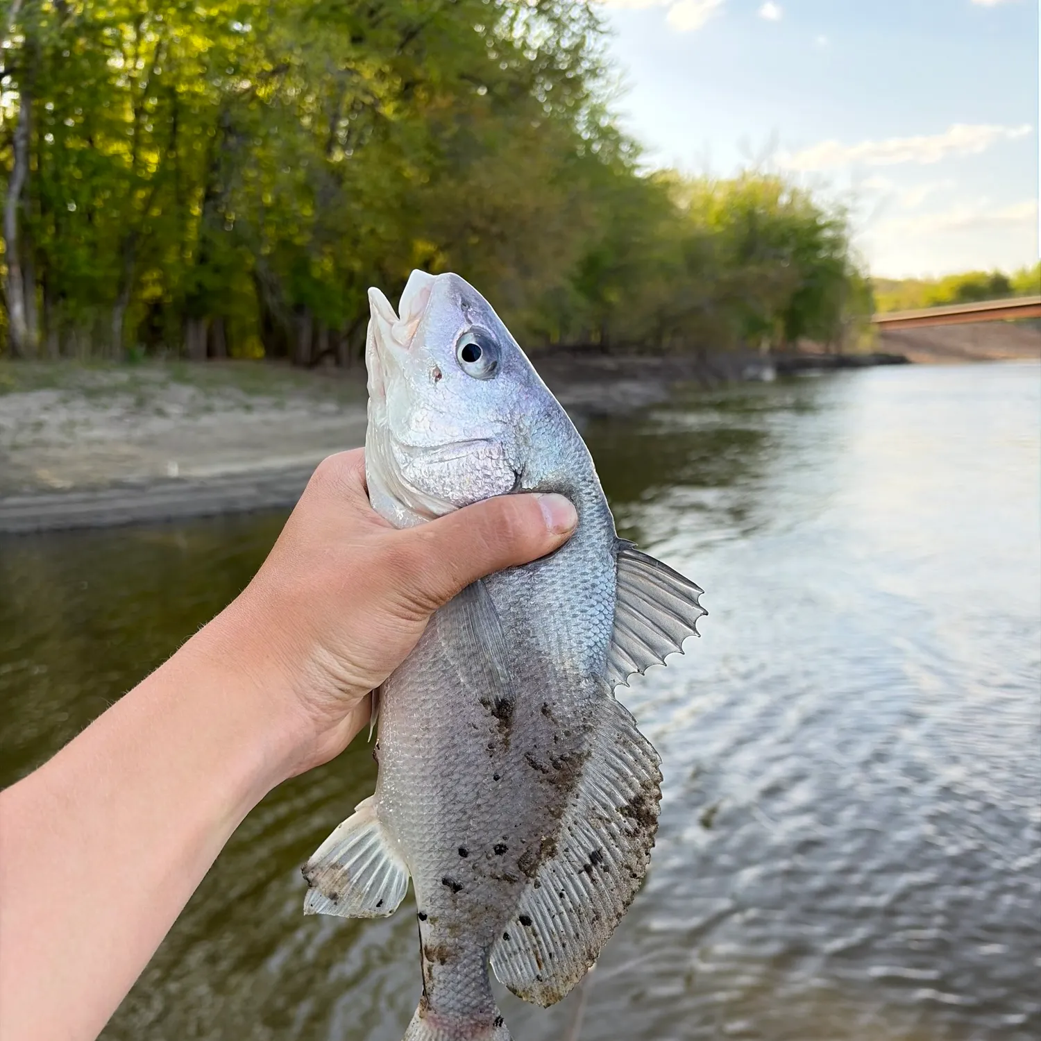 The most recent Freshwater drum catches on Fishbrain