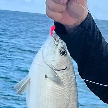 The most recent Bermuda sea chub catches on Fishbrain