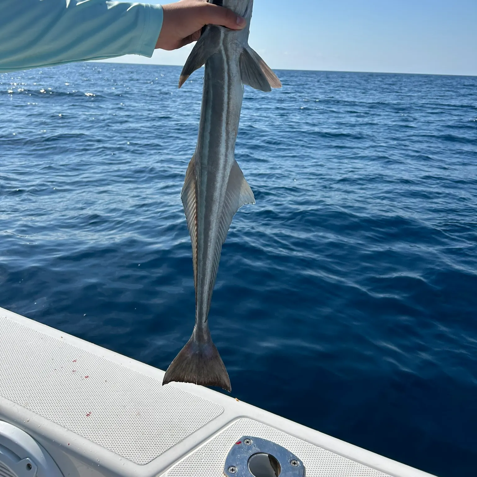 The most recent Common remora catches on Fishbrain