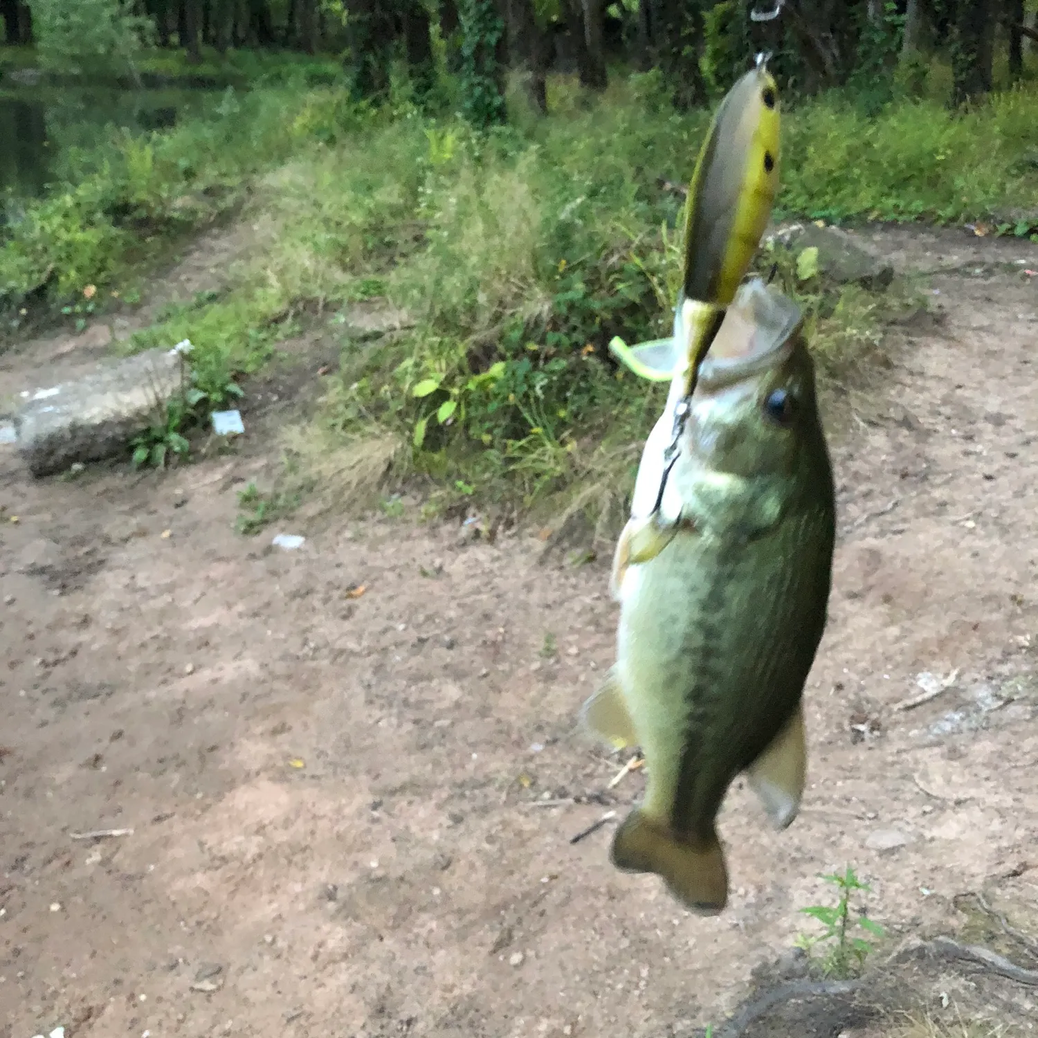 Largemouth bass caught on Fishbrain