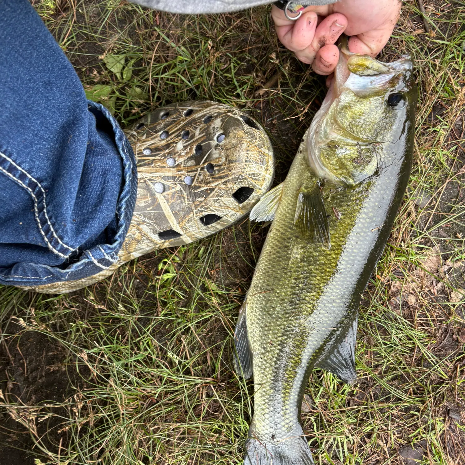 Smallmouth bass caught on Fishbrain