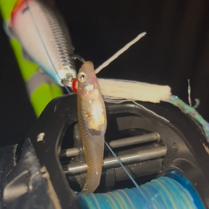The most recent Eastern silvery minnow catches on Fishbrain