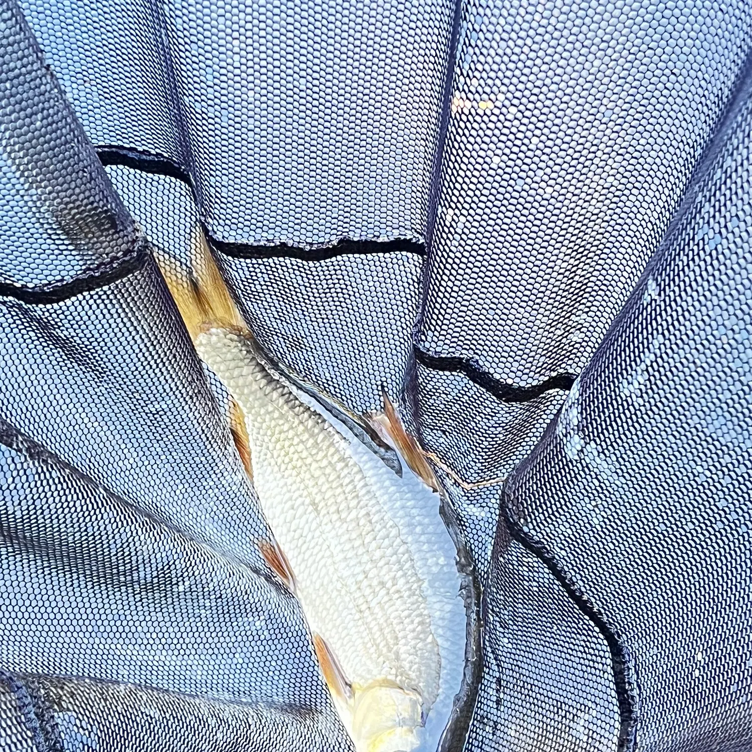 White bream caught on Fishbrain