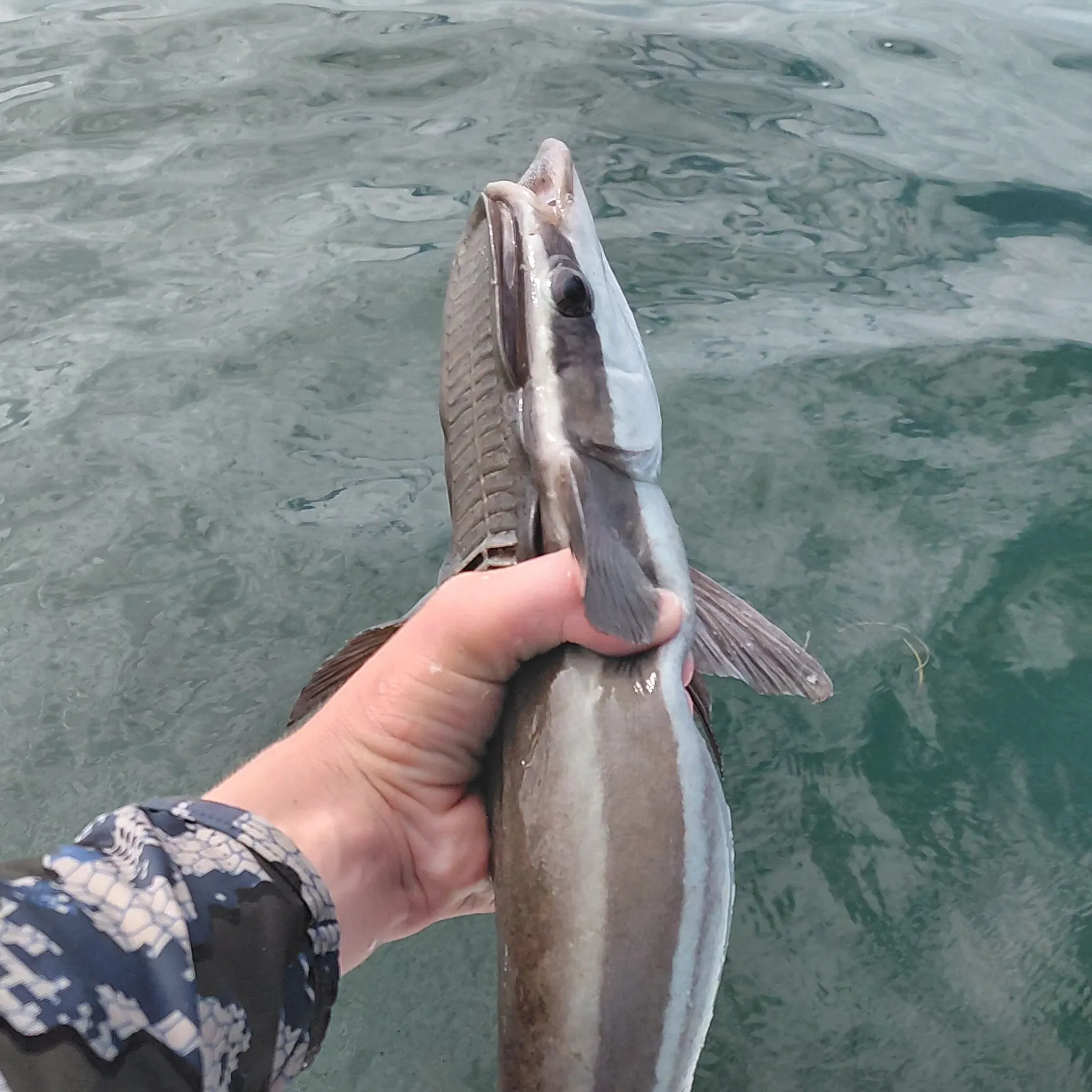 The most recent Common remora catches on Fishbrain