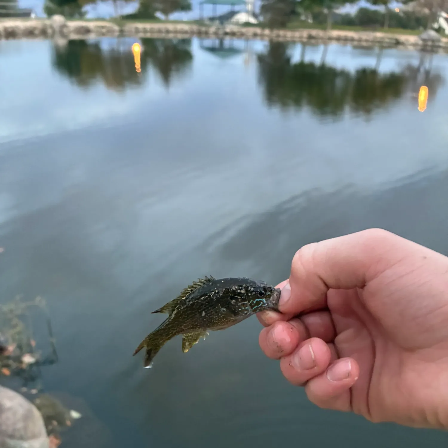 Bluegill caught on Fishbrain