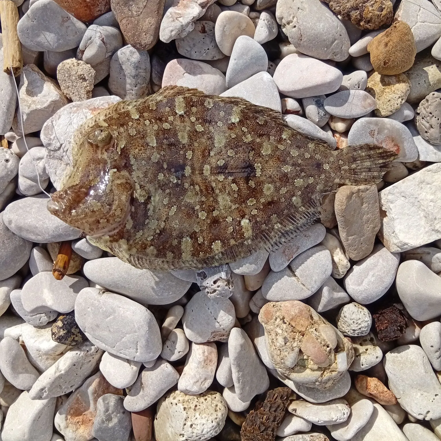 Common sole caught on Fishbrain