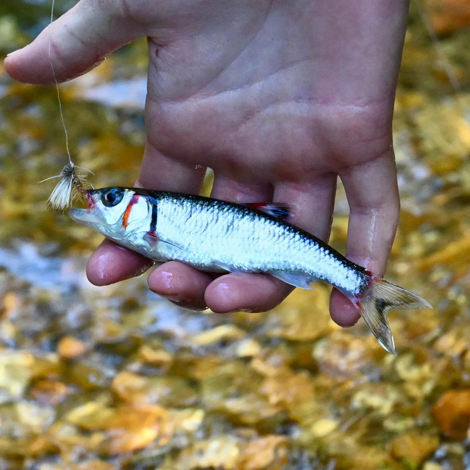 The most recent Warpaint shiner catches on Fishbrain