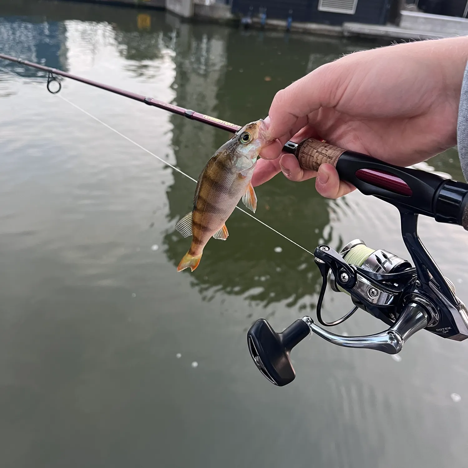 European perch caught on Fishbrain