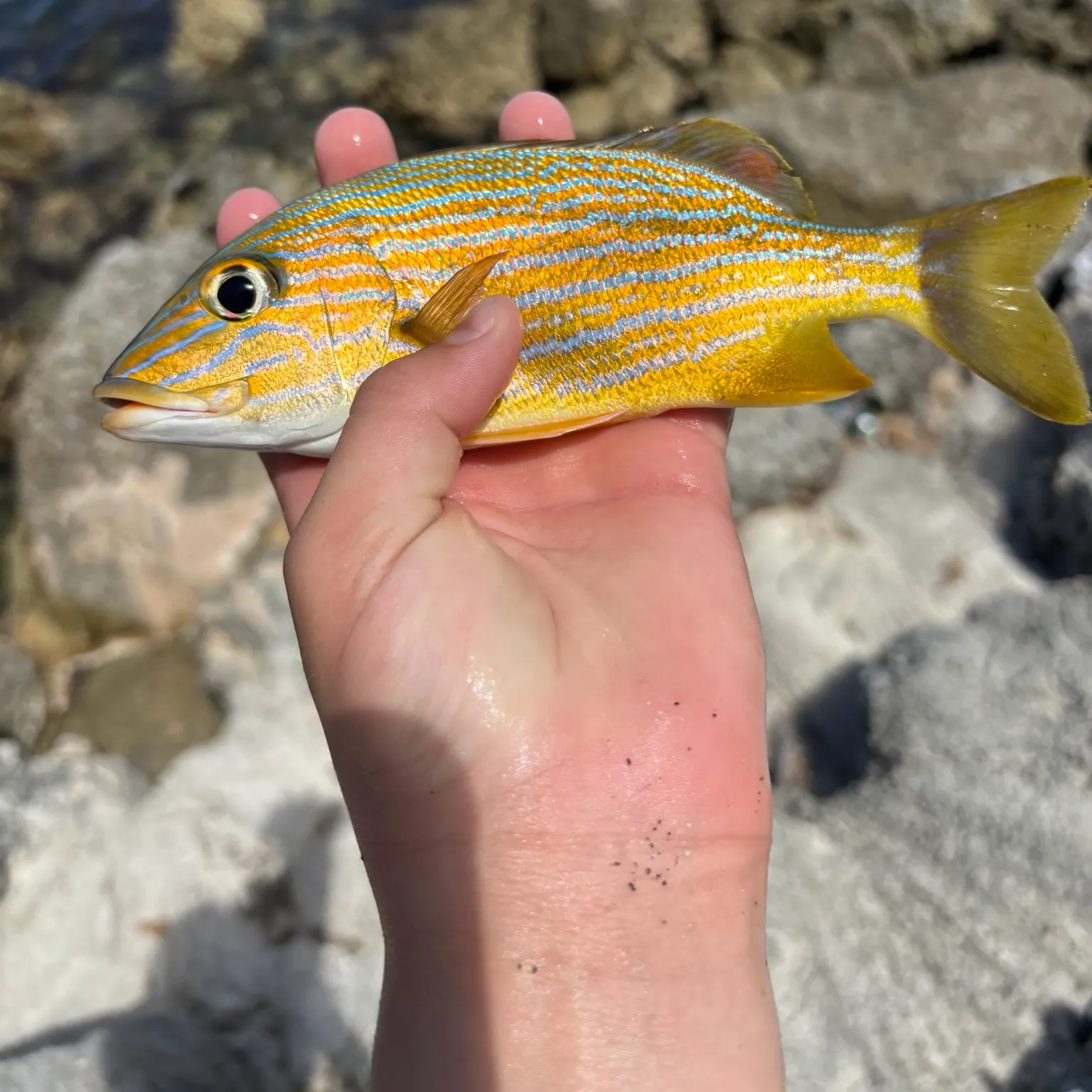 The most recent White grunt catches on Fishbrain