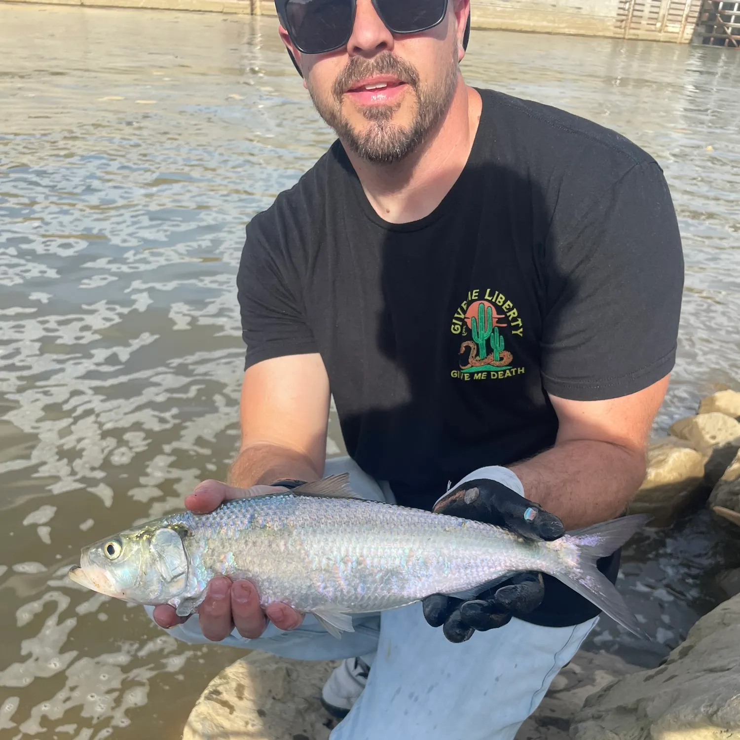 The most popular recent Skipjack herring catch on Fishbrain