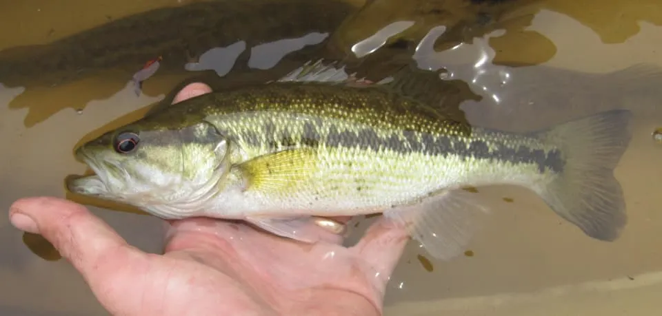 Choctaw bass