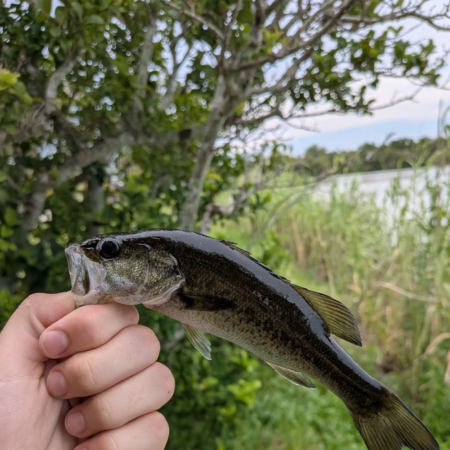 The most recent F1 bass catches on Fishbrain