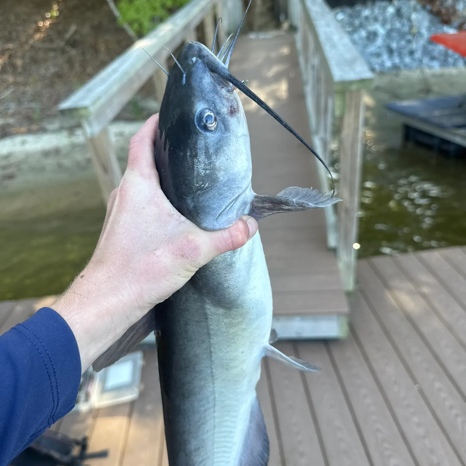 Channel catfish caught on Fishbrain