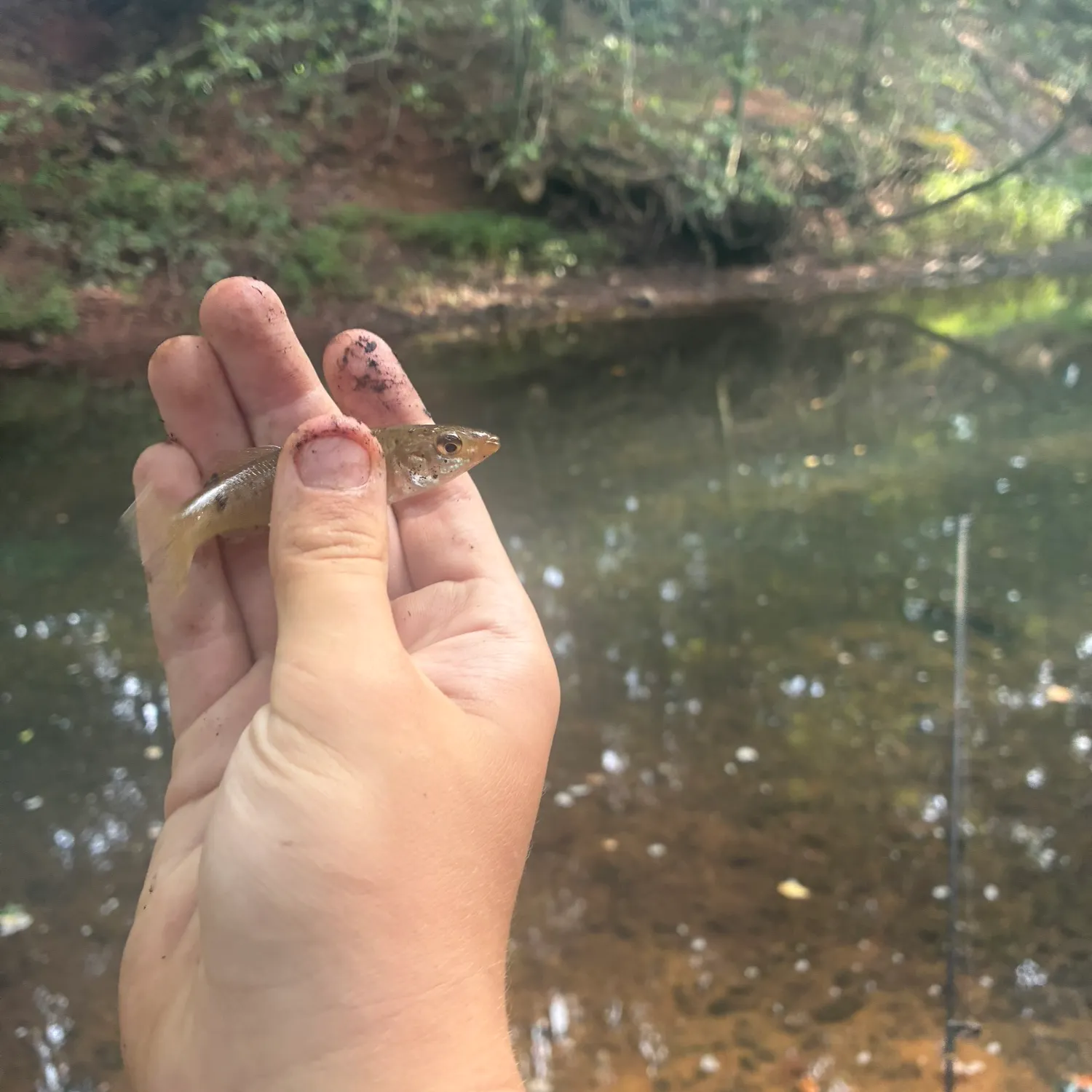 Banded killifish caught on Fishbrain