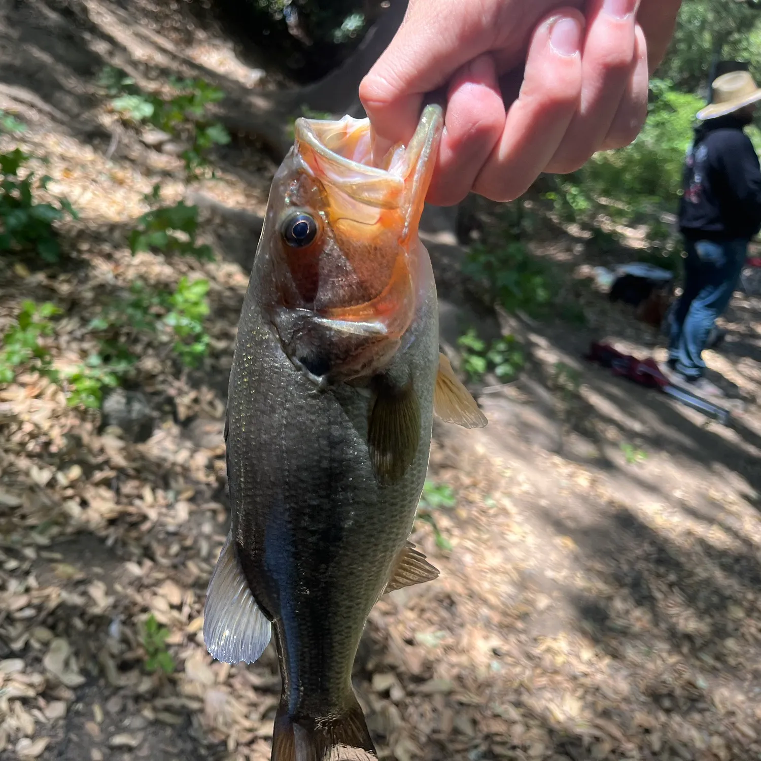 catch