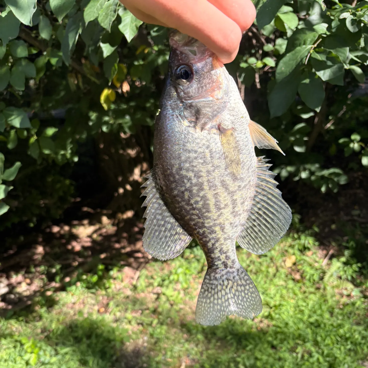 Black crappie caught on Fishbrain
