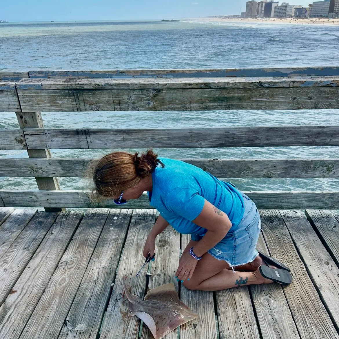 The most recent Clearnose skate catches on Fishbrain