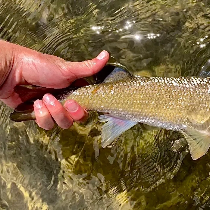 Mountain whitefish caught on Fishbrain