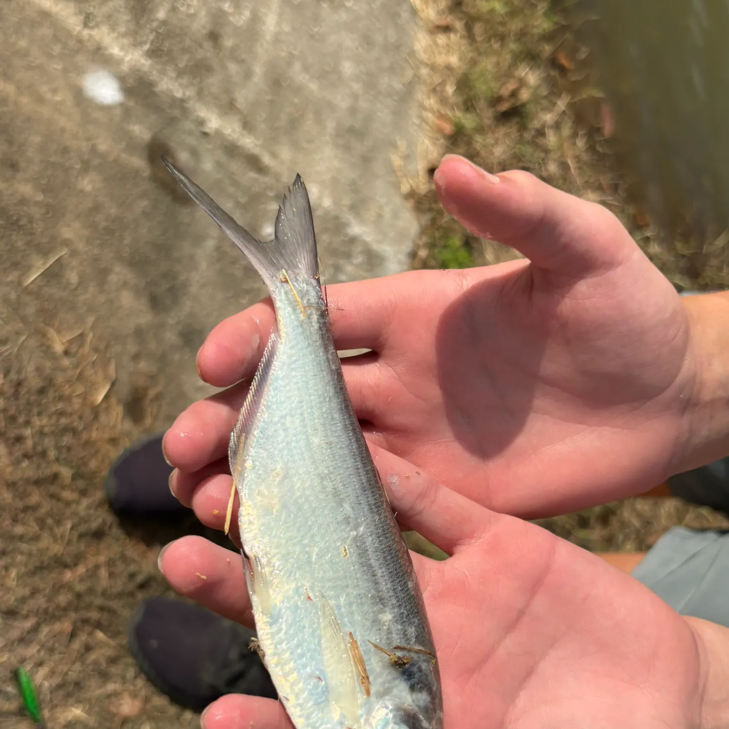 Threadfin shad caught on Fishbrain