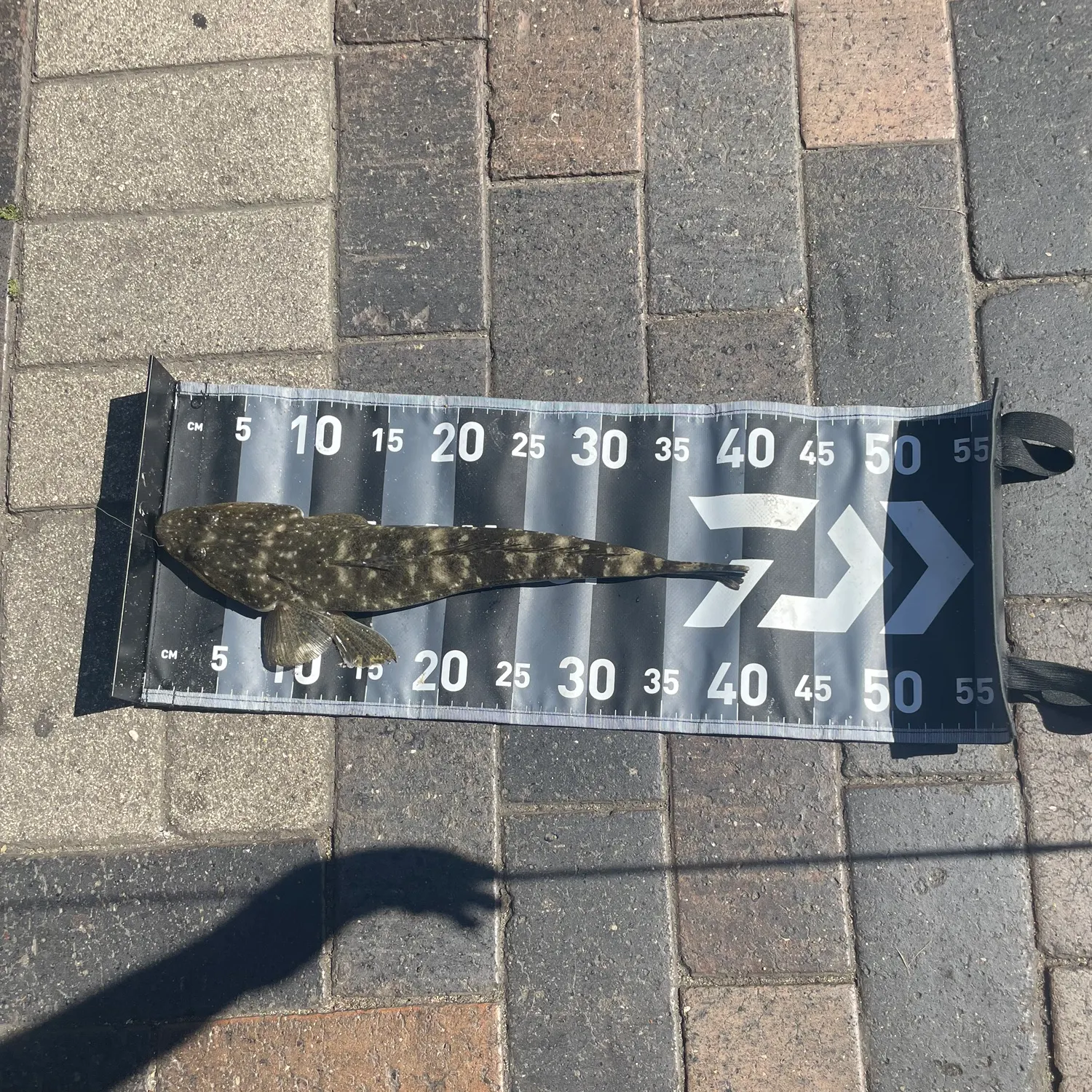 The most recent Dusky flathead catches on Fishbrain