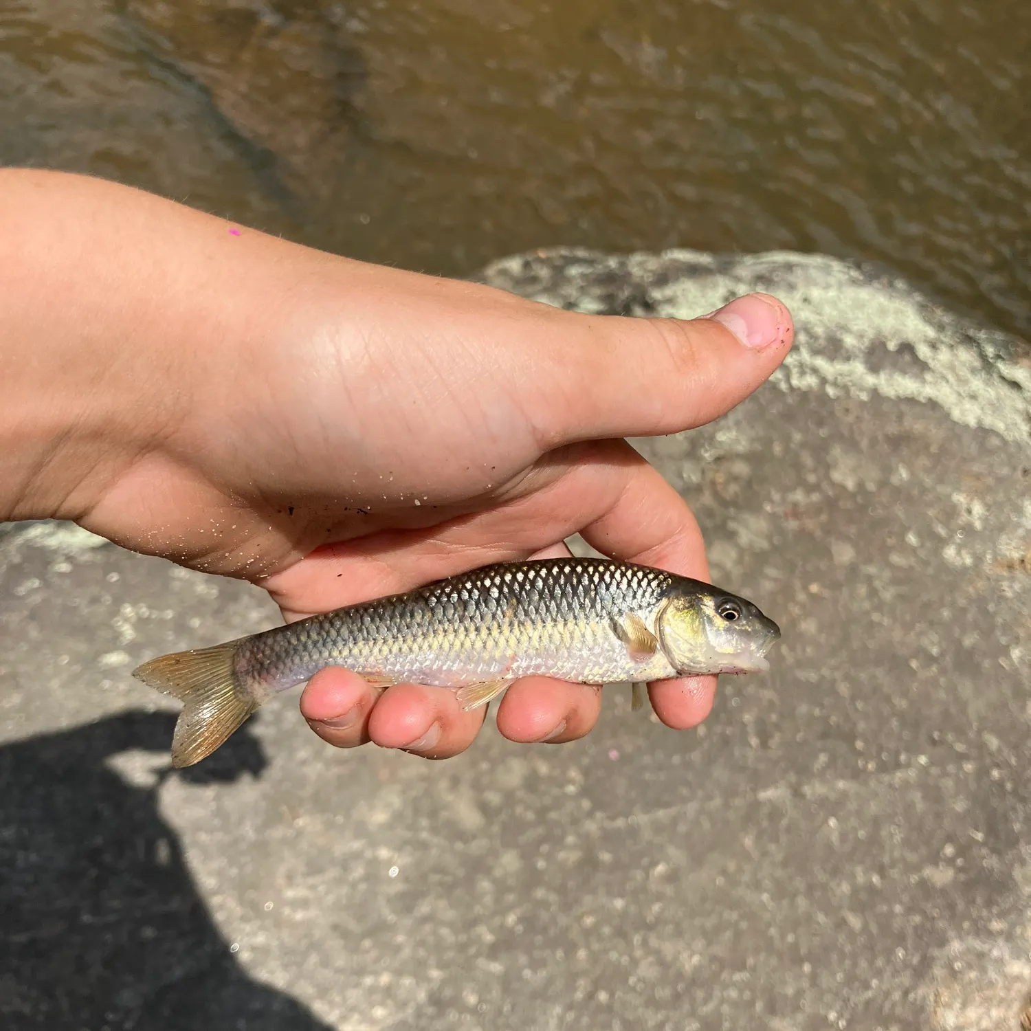 angler catch